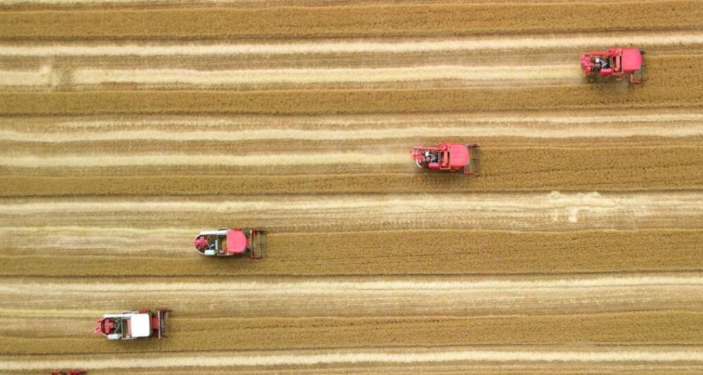 山东6000多万亩小麦陆续集中收获