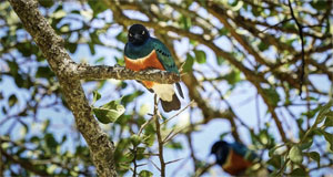 马赛马拉的生命律动