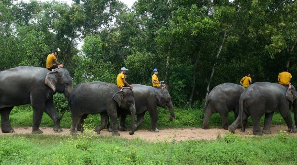 缅甸勃固省的大象营地