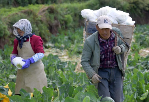 甘肃榆中：抢收高原夏菜 恢复生产生活