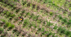 厄瓜多尔：收获麒麟果